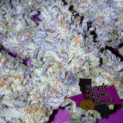 (imagen para) Grand Gelato