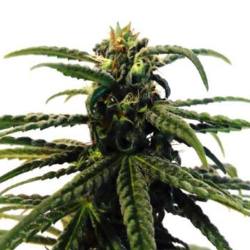 (Bild für) Green Sakura CBD - zum Schließen ins Bild klicken