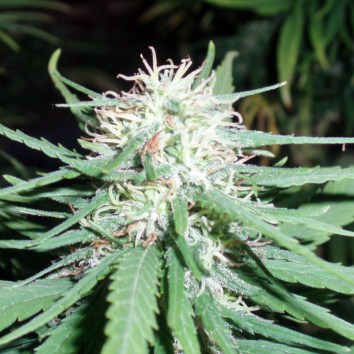 (Bild für) Haze #1 5 regular - zum Schließen ins Bild klicken