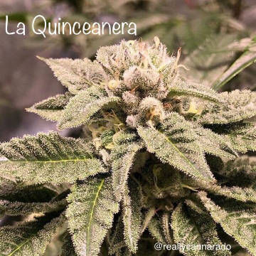 (Bild für) La Quinceanera - zum Schließen ins Bild klicken