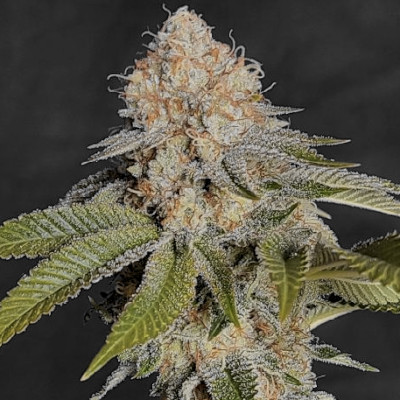 Mothers Hashplant [Bodhi Seeds] |  84,00