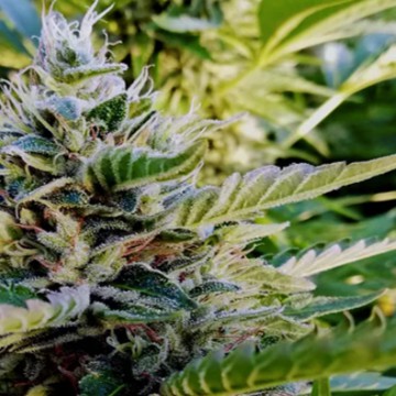 (Bild für) Nuttea Haze - zum Schließen ins Bild klicken