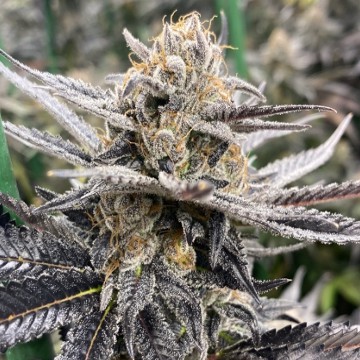 (Bild für) Orange Punch S1 - zum Schließen ins Bild klicken