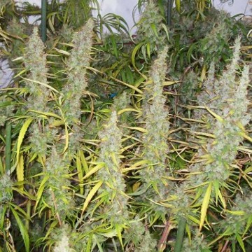 (Bild für) PineApple Banana Bud (Green Mountain Seeds) - zum Schließen ins Bild klicken