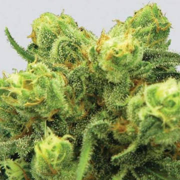 (Bild für) Pre-99 Big Bud - zum Schließen ins Bild klicken