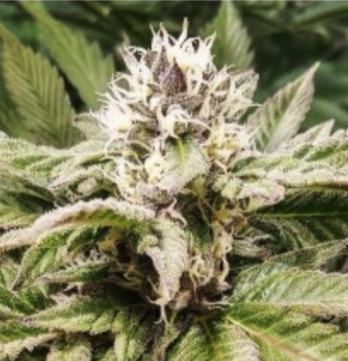 (image for) Purple Caper OG 5 reg