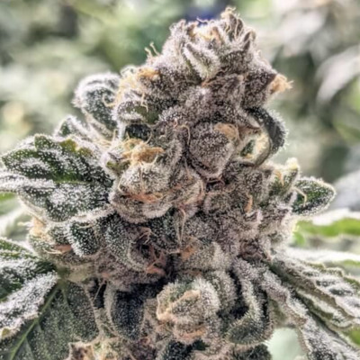 (Bild für) Purple Cherry Ripple - zum Schließen ins Bild klicken