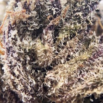 (Bild für) Purple Ghost Candy female - zum Schließen ins Bild klicken