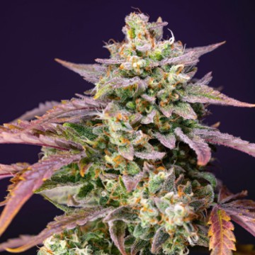 (Bild für) Purple Punch OG XL Auto fem - zum Schließen ins Bild klicken