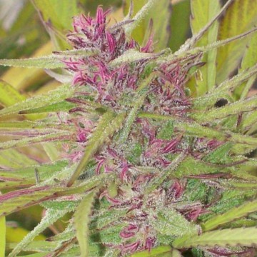 (Bild für) Purple Satellite (Green Mountain Seeds) - zum Schließen ins Bild klicken