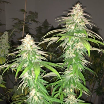 (Bild für) Purple Strawberry Sherbet 5 fem - zum Schließen ins Bild klicken