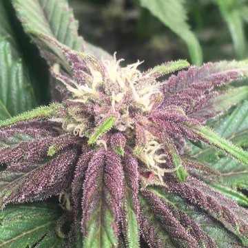 (Bild für) Purple Sunset Auto fem - zum Schließen ins Bild klicken