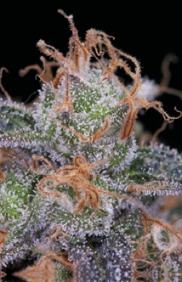 (Bild für) Ripped Bubba - zum Schließen ins Bild klicken