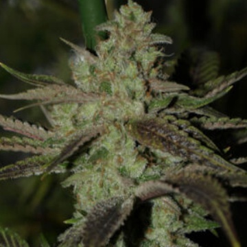 (Bild für) Romulan Sativa - zum Schließen ins Bild klicken
