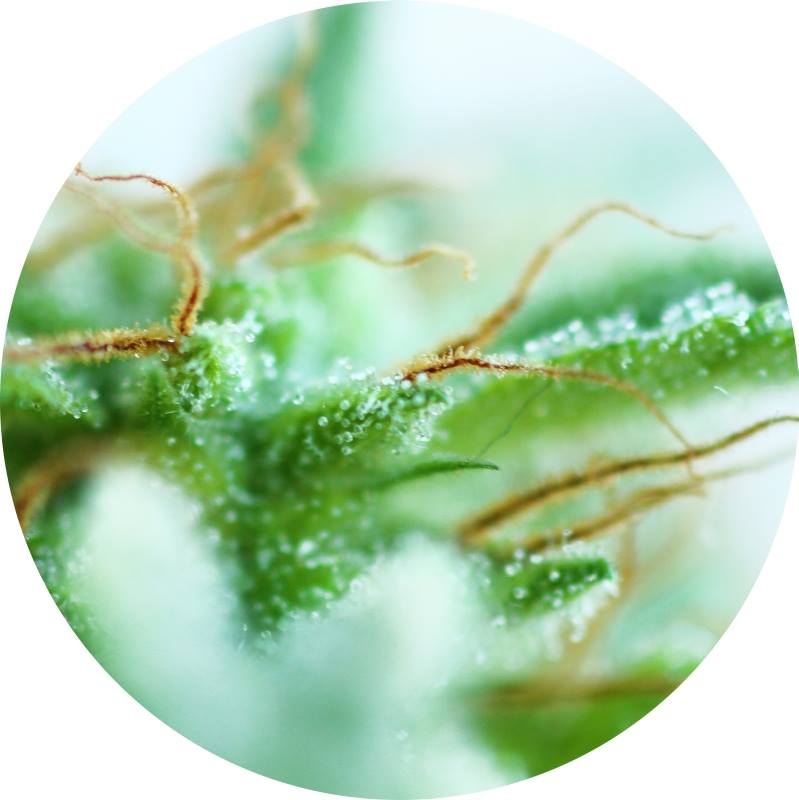 (image pour) Sativa Mix