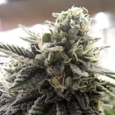 (imagen para) Senmbelek Cookie