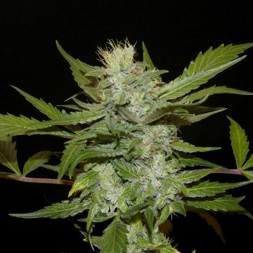 (Bild für) Sheberghan Hashplant - zum Schließen ins Bild klicken
