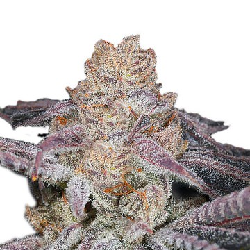 (image for) Sour Zkittlez fem