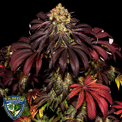 (imagen para) Stracciatella Do-Si-Dos x SBC