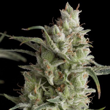 (image pour) Super OG Kush female