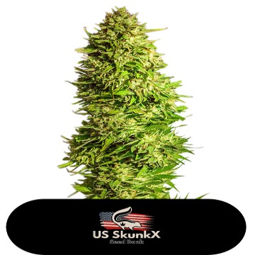 (Bild für) Super x Kush - zum Schließen ins Bild klicken