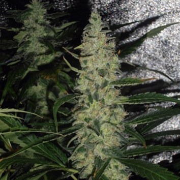 (Bild für) Super Skunk - zum Schließen ins Bild klicken