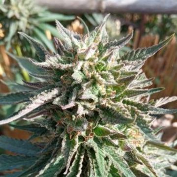 (image for) THC Bomb x Pre 98 Bubba