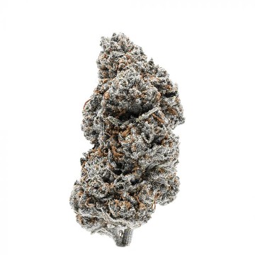 (Bild für) Tangerine Sherbet fem - zum Schließen ins Bild klicken