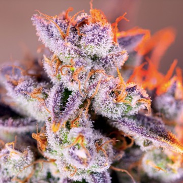 (Bild für) Tropicanna Poison XL Auto fem - zum Schließen ins Bild klicken