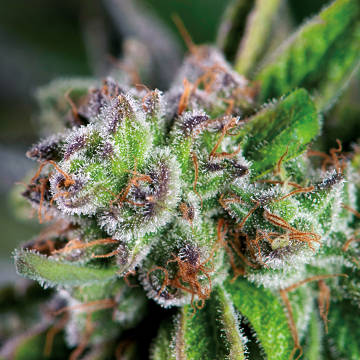 (Bild für) Watermelon Zkittlez female - zum Schließen ins Bild klicken