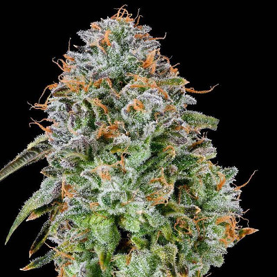 Zkunk-feminized-cannabisseeds-hanfsamen-grounded.jpg