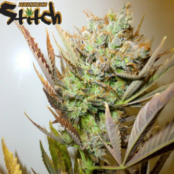 (Bild für) Ace Auto 3 fem - zum Schließen ins Bild klicken