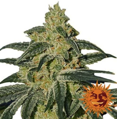 (Bild für) Afghan Hash Plant regular - zum Schließen ins Bild klicken
