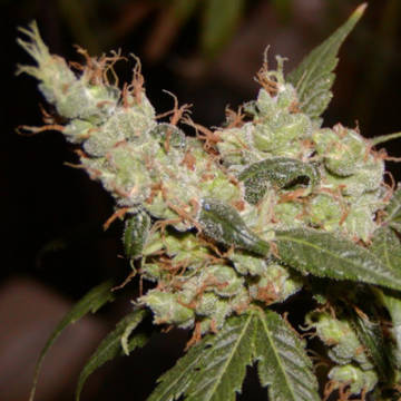 (Bild für) Afghan Haze - zum Schließen ins Bild klicken
