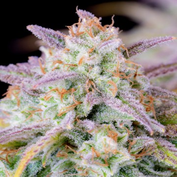 (Bild für) Afghan Kush Auto fem - zum Schließen ins Bild klicken
