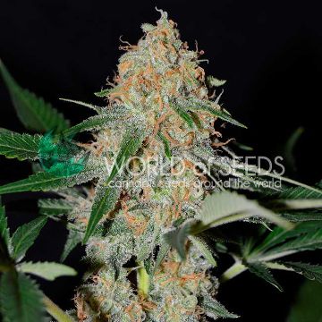 (Bild für) Afghan Kush Early - zum Schließen ins Bild klicken
