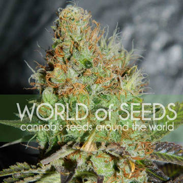 (Bild für) Afghan Kush Special - zum Schließen ins Bild klicken