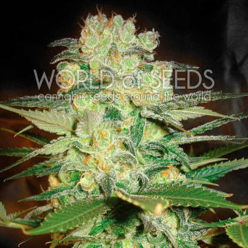 (Bild für) Afghan Kush x White Widow - zum Schließen ins Bild klicken