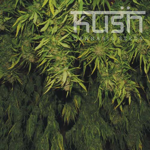 Afghani Kush Afghani Kush