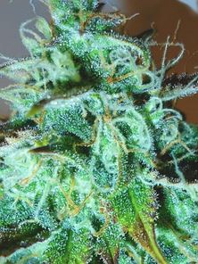 (Bild für) Black Afghani Kush - zum Schließen ins Bild klicken