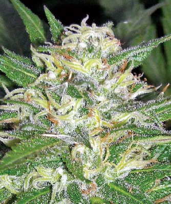 (Bild für) Afghan OG - zum Schließen ins Bild klicken