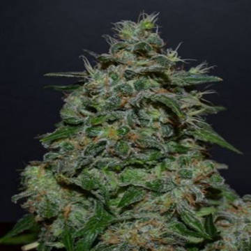 (Bild für) AK Kush Express fem - zum Schließen ins Bild klicken