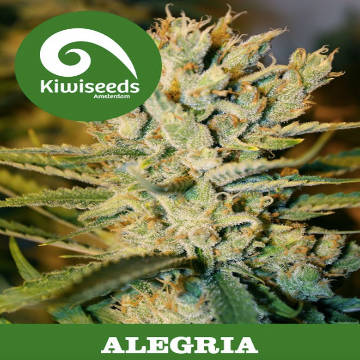 (Bild für) Alegria - zum Schließen ins Bild klicken