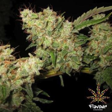 (Bild für) Alien Glue 5 female - zum Schließen ins Bild klicken