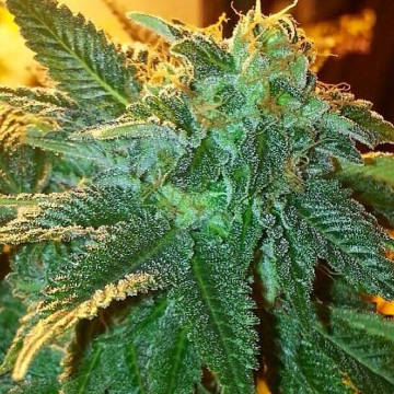 (Bild für) Alien OG aka Tahoe Alien - zum Schließen ins Bild klicken