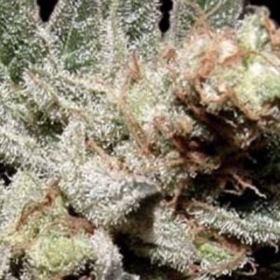 (Bild für) Amethyst Bud - zum Schließen ins Bild klicken