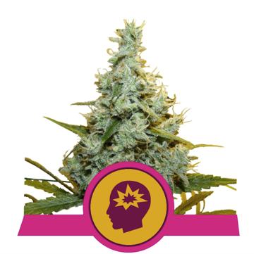 (Bild für) AMG feminized - zum Schließen ins Bild klicken