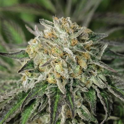 (Bild für) Amherst Sour Diesel - zum Schließen ins Bild klicken