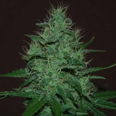 (Bild für) Amnesia Haze Auto feminized - zum Schließen ins Bild klicken