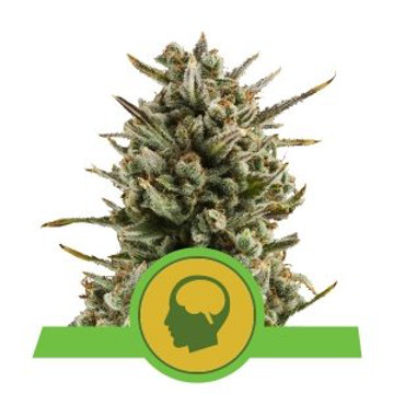 (Bild für) Amnesia Haze Auto feminized - zum Schließen ins Bild klicken